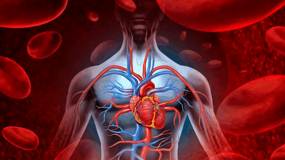 El Óxido Nítrico: El Guardaespaldas Invisible de Tu Corazón y Vasos Sanguíneos