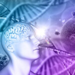 Representación 3D de un cerebros y los estrógenos que lo protegen - Clínica CellMedik