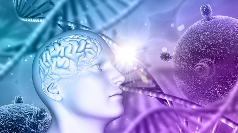 Representación 3D de un cerebros y los estrógenos que lo protegen - Clínica CellMedik